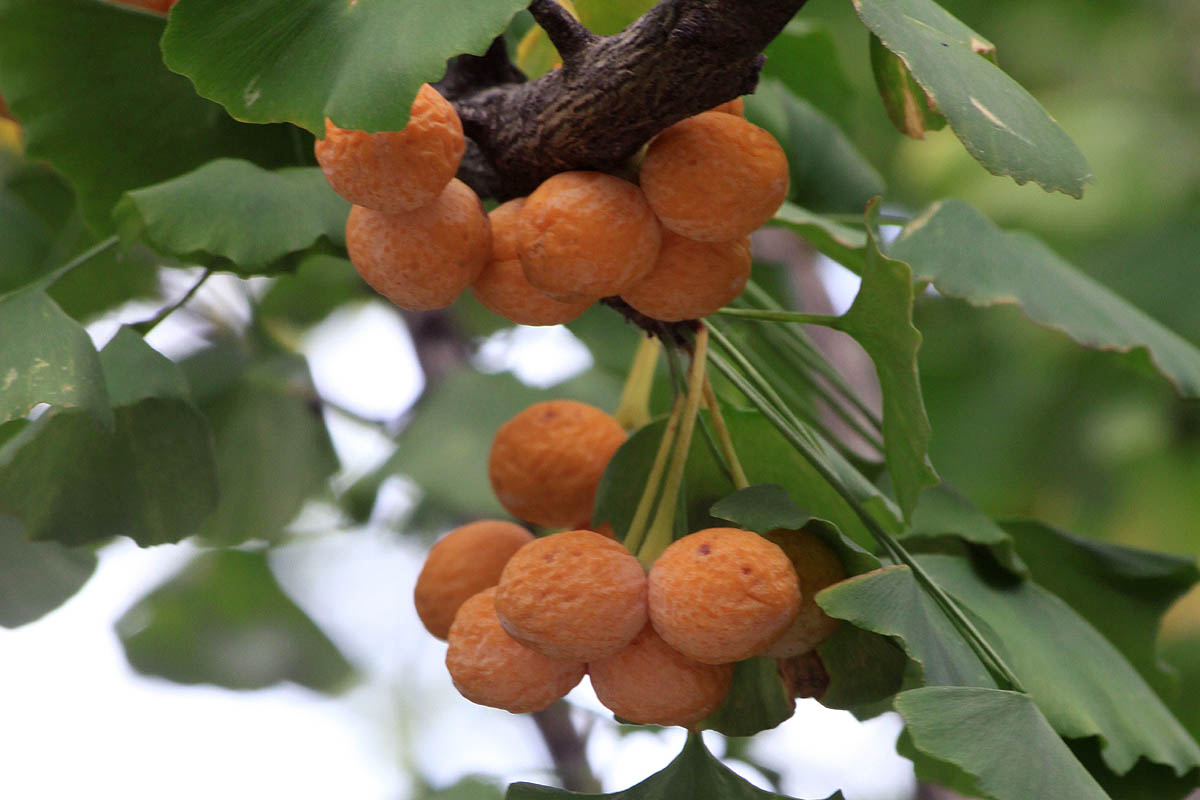 Ginkgo green leaves and fruit
